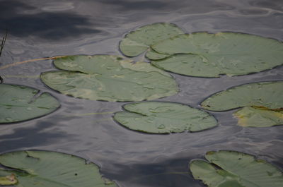 High angle view of leaves floating on water