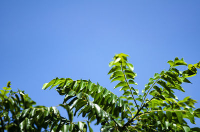 Low angle view of plant against clear blue sky