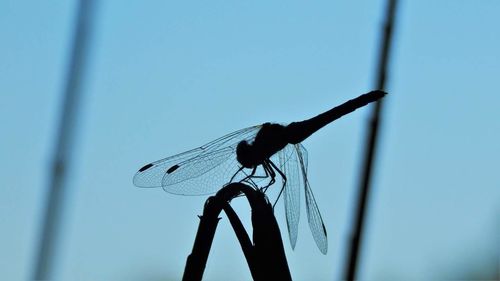 Close-up of damselfly perching on stem