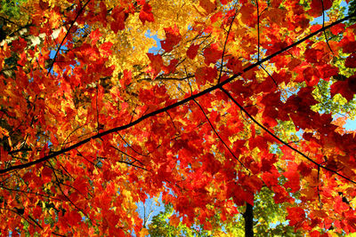 Low angle view of trees during autumn