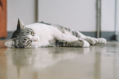 Close-up portrait of cat lying on floor