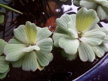 Close-up of lotus water lily