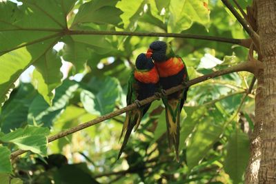 Low angle view of parrot perching on branch