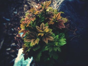 High angle view of flowering plant