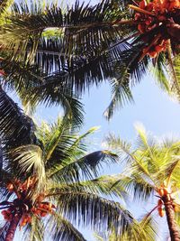 Low angle view of palm tree against sky