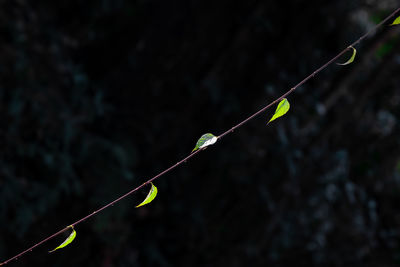 Low angle view of plant hanging on rope