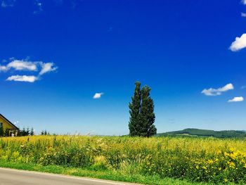 Trees on field against blue sky