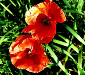 Close-up of red flowers