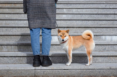 Red shiba inu dog in a red collar standing on the steps of a staircase next to the owner