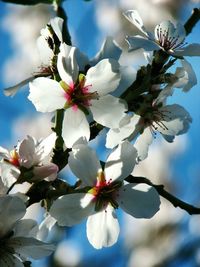 Close-up of cherry blossom