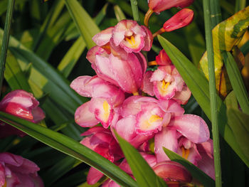 Close-up of pink flowering plants