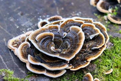 High angle view of mushrooms