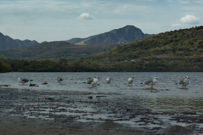 Ducks in a lake