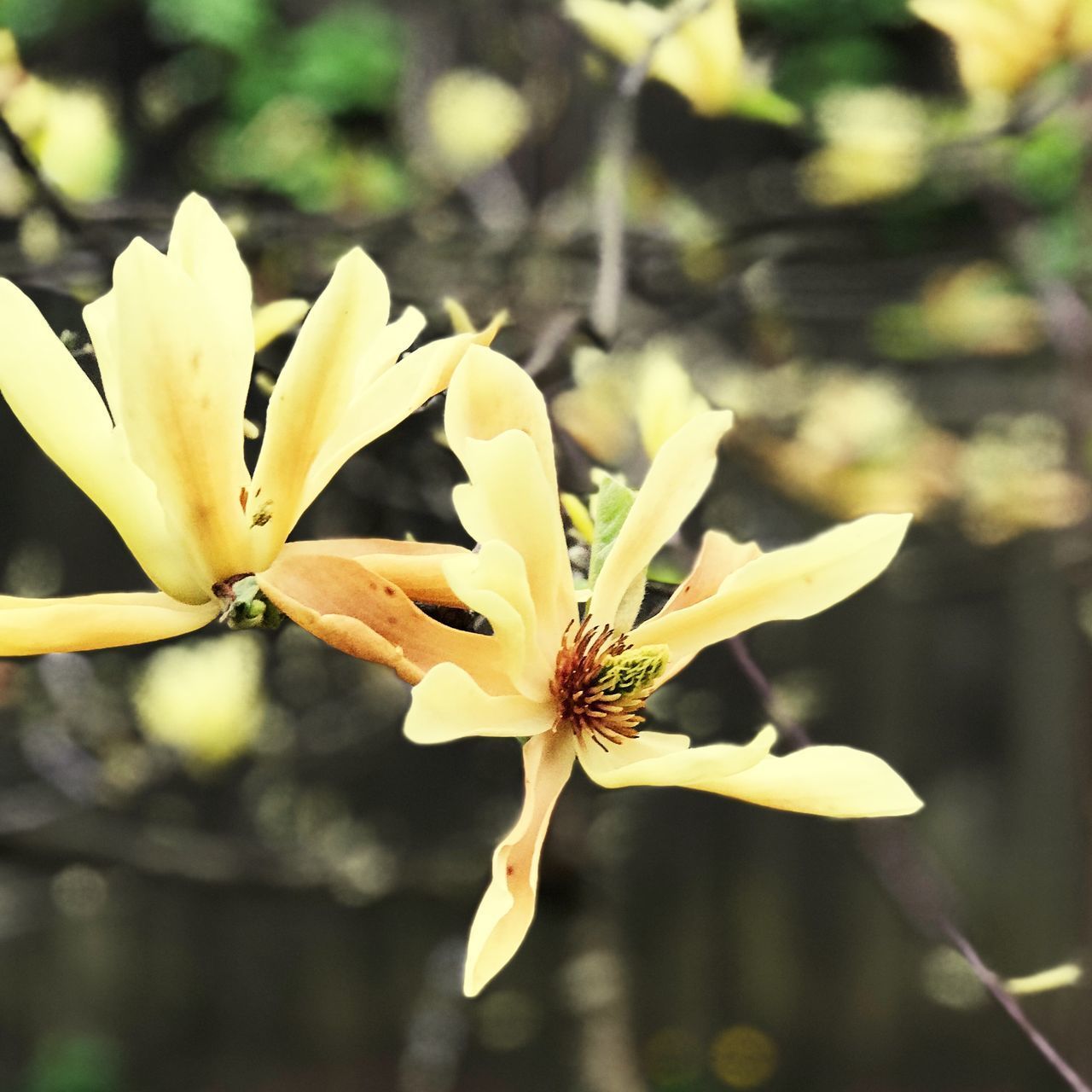 CLOSE-UP OF YELLOW FLOWER