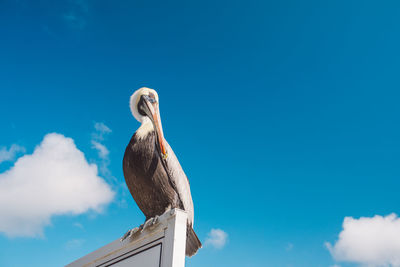 Low angle view of bird perching against clear blue sky