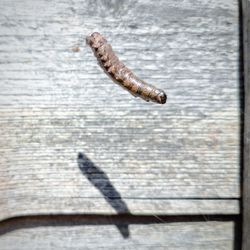 High angle view of insect on wall