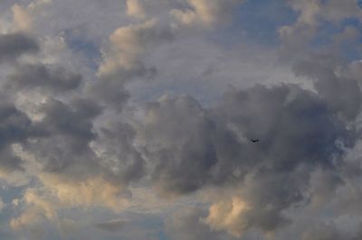 Low angle view of birds flying in sky