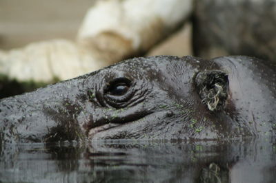 Close-up of lizard