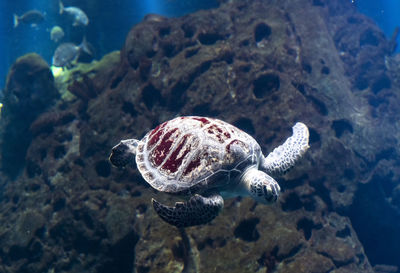 Close-up of turtle swimming in sea