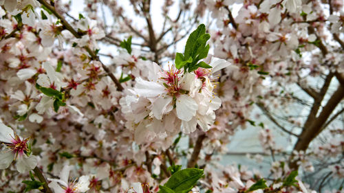 Close-up of white cherry blossoms in spring