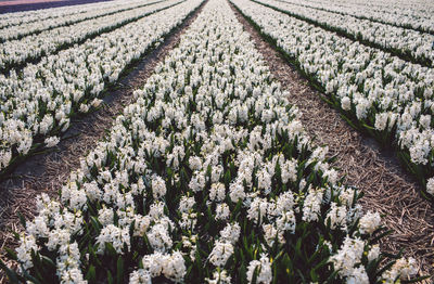 Panoramic shot of flowering plants on field