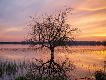 Bare tree by lake against sky during sunset