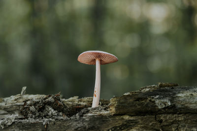 Close-up of mushroom growing on tree trunk