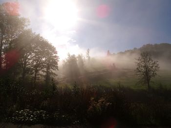 Sun shining through trees