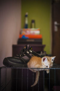 Close-up of kitten sitting on cage by shoe at home
