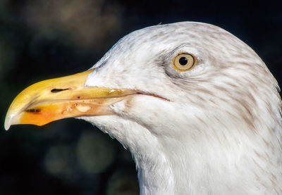 Close-up of bird