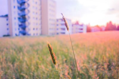 Close-up of crops growing on field