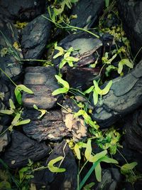 High angle view of leaves growing on tree