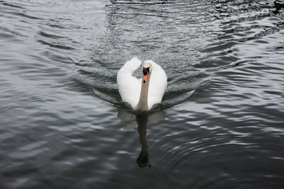 High angle view of swan swimming in lake