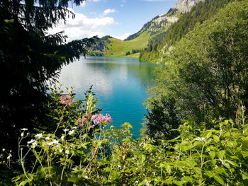 Scenic view of lake in forest against sky