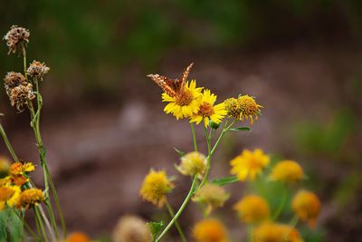 Close-up of yellow flowering plant on field