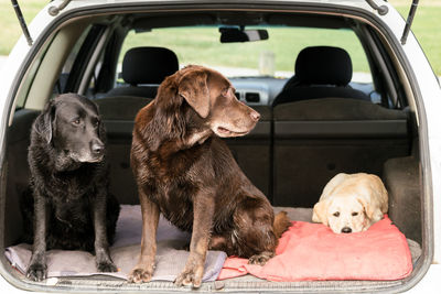 Close-up of dog sitting by car