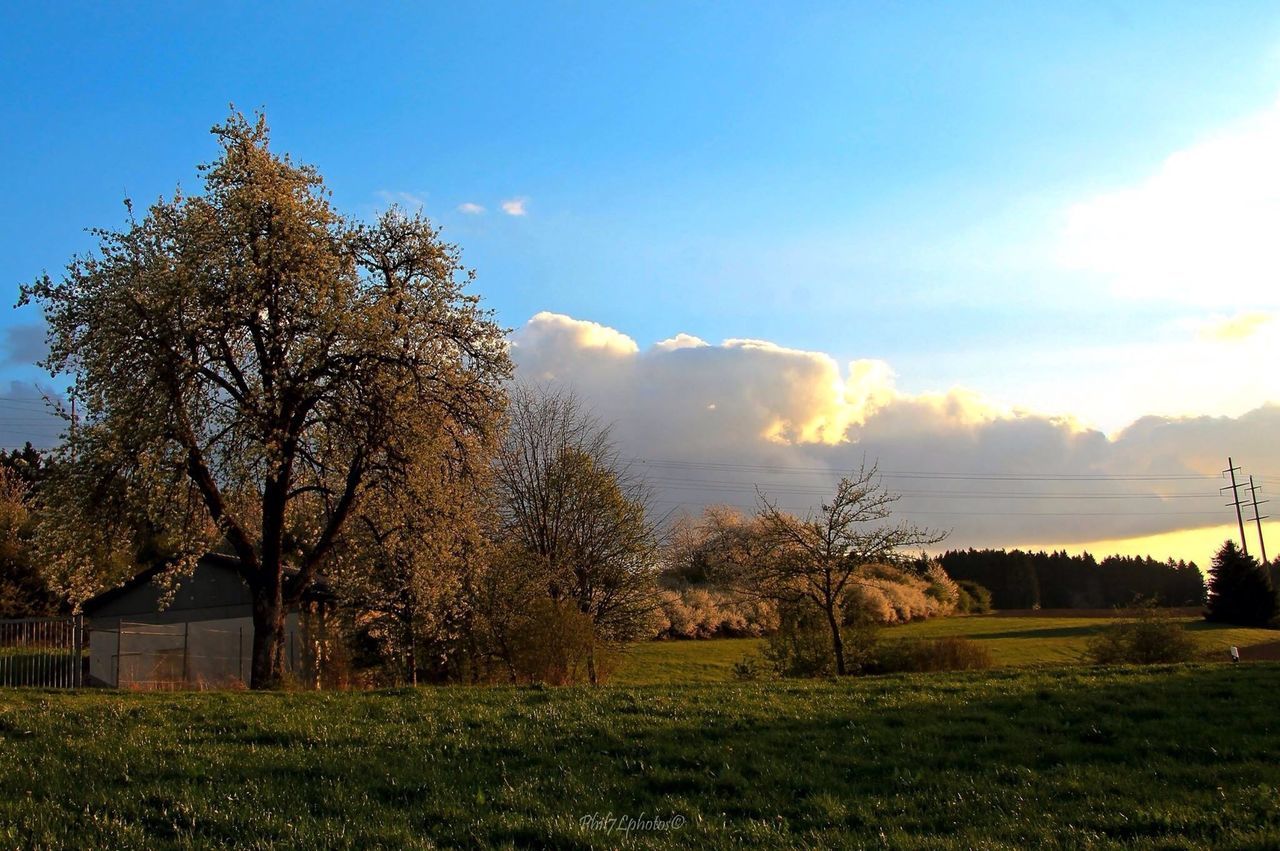 tree, sky, tranquil scene, tranquility, sunset, scenics, beauty in nature, nature, cloud - sky, landscape, lake, field, cloud, idyllic, house, building exterior, water, growth, sunlight, blue