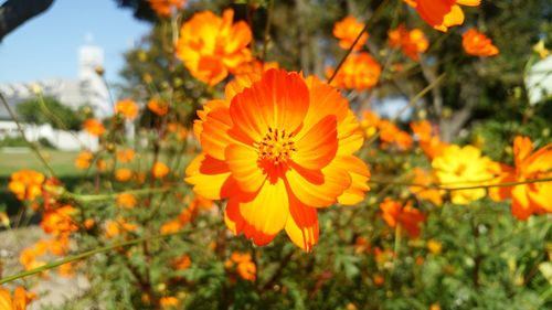 Close-up of marigold flowers blooming on field