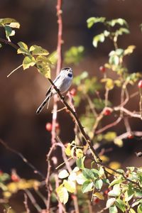 Close-up of bird perching on branch