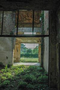 Plants in abandoned building