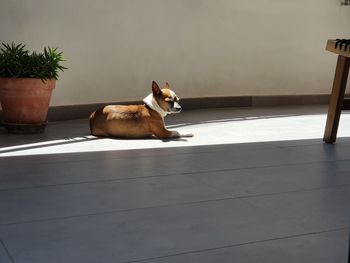 View of a dog sitting on floor