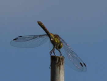 Close-up of damselfly perching on pole against clear blue sky