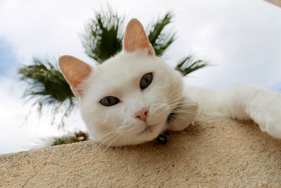 Close-up portrait of cat