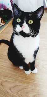 Portrait of cat sitting on floor at home