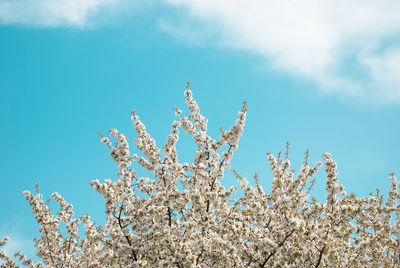 Low angle view of cherry blossom against blue sky