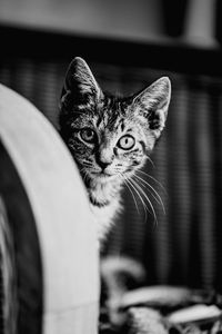 Close-up portrait of cat