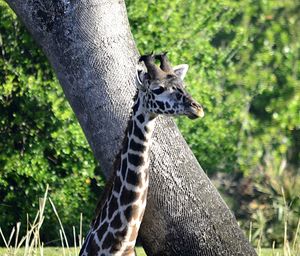 Close-up of giraffe in forest