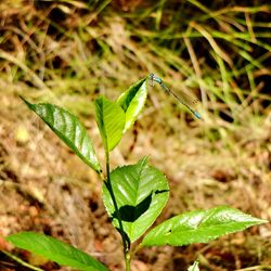 Close-up of leaves