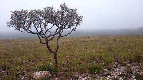 Tree in field against sky