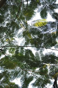Low angle view of pine tree against sky